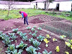 <p>antonio córes cuidando de su huerta.</p>