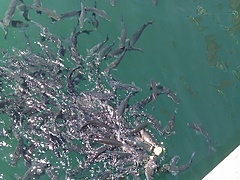 <p>dando de comer a las palomitas, perdón.. jejeje.. a los peces del puerto, les regale 1 kilo de pan.. se lo comen todo y son resistentes al petroleo.</p>