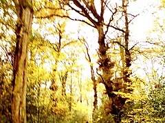 <p>en el bosque del palacio, lugar increible dónde todavía existen grandiosos y centenarios árboles</p>