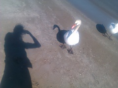 <p>estando en un chiringuito al lado del mediterráneo.. aparece este cisne...</p>
<p>que dé pasmado ante la situación...</p>