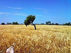 <p>una foto que pillé con mi bró... viktor (mi segway)... camino rural hacia cala do´r  (mallorca).</p>